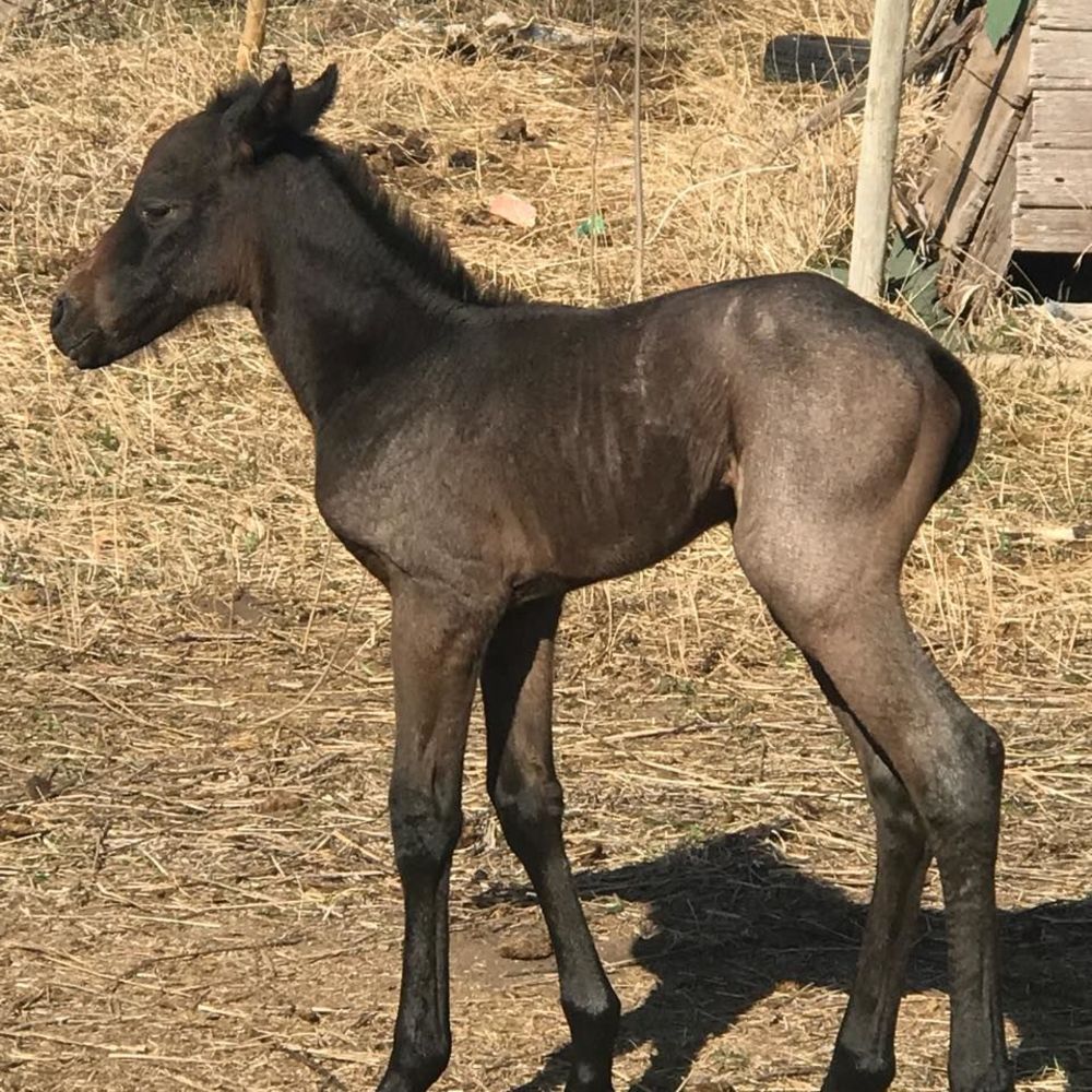 Meet your Posher, Darena